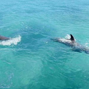 dolphin cove