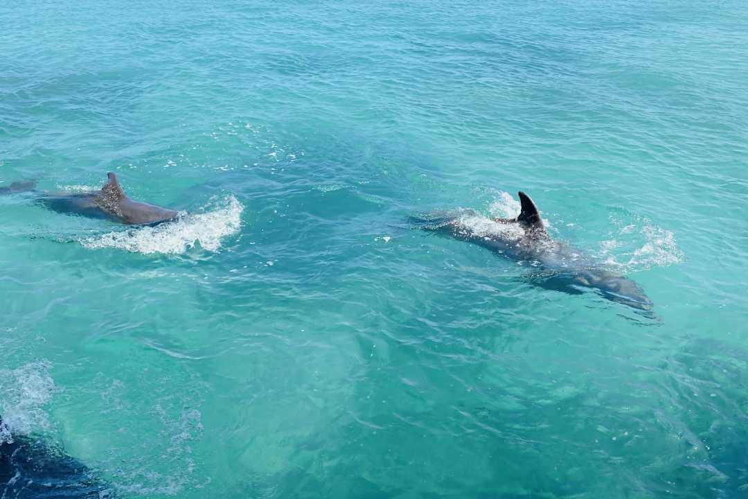 dolphin cove