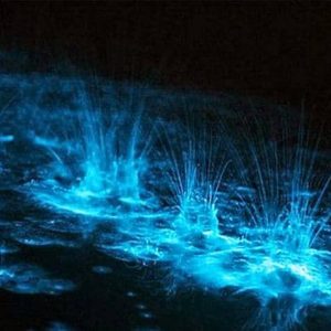 Luminous Lagoon Experience
