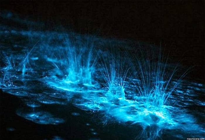 Luminous Lagoon Experience